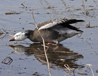 Snow Goose 6512